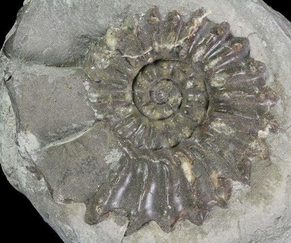Ammonite (Pleuroceras) Fossil - Burgebrach, Germany #77237